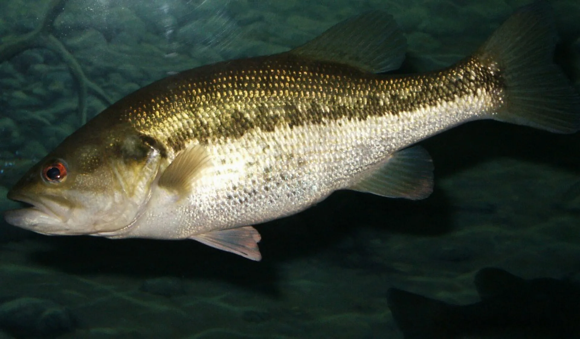 Bass Fishing: Cloudy Day vs Sunny Day