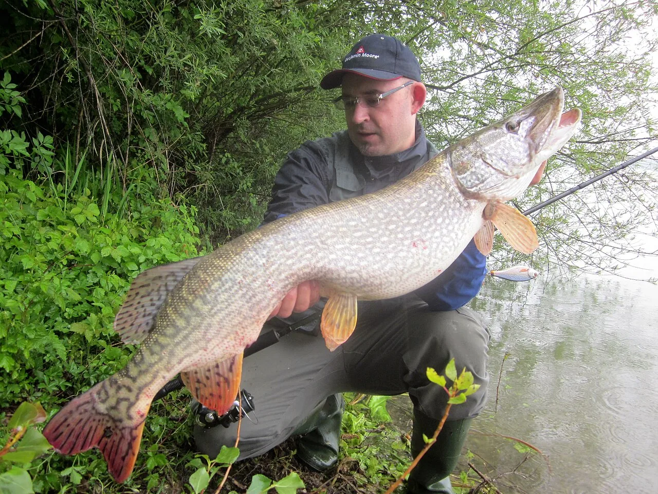 A northern pike caught on a weed edge in autumn