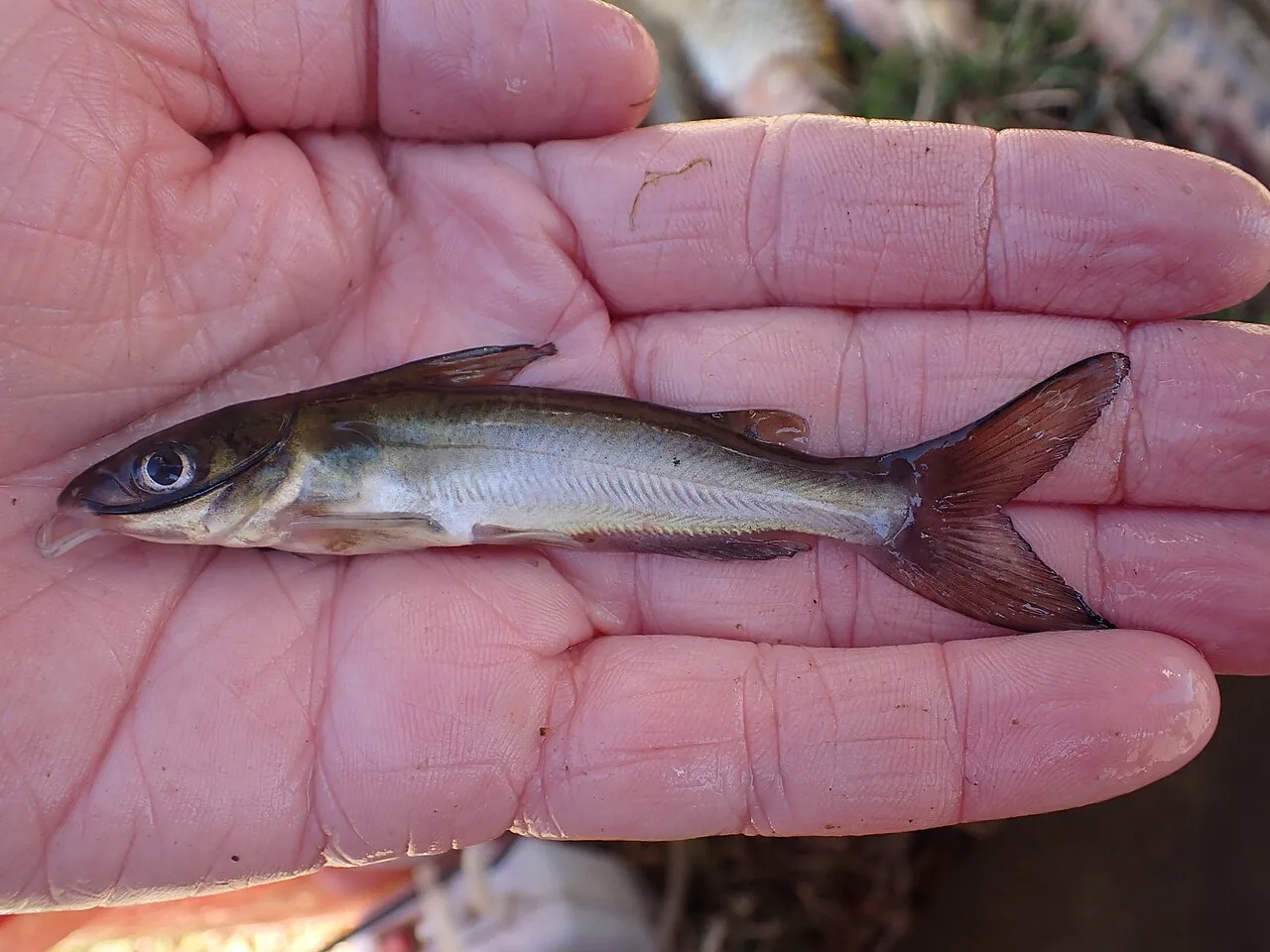 A channel catfish held above calm water at dusk