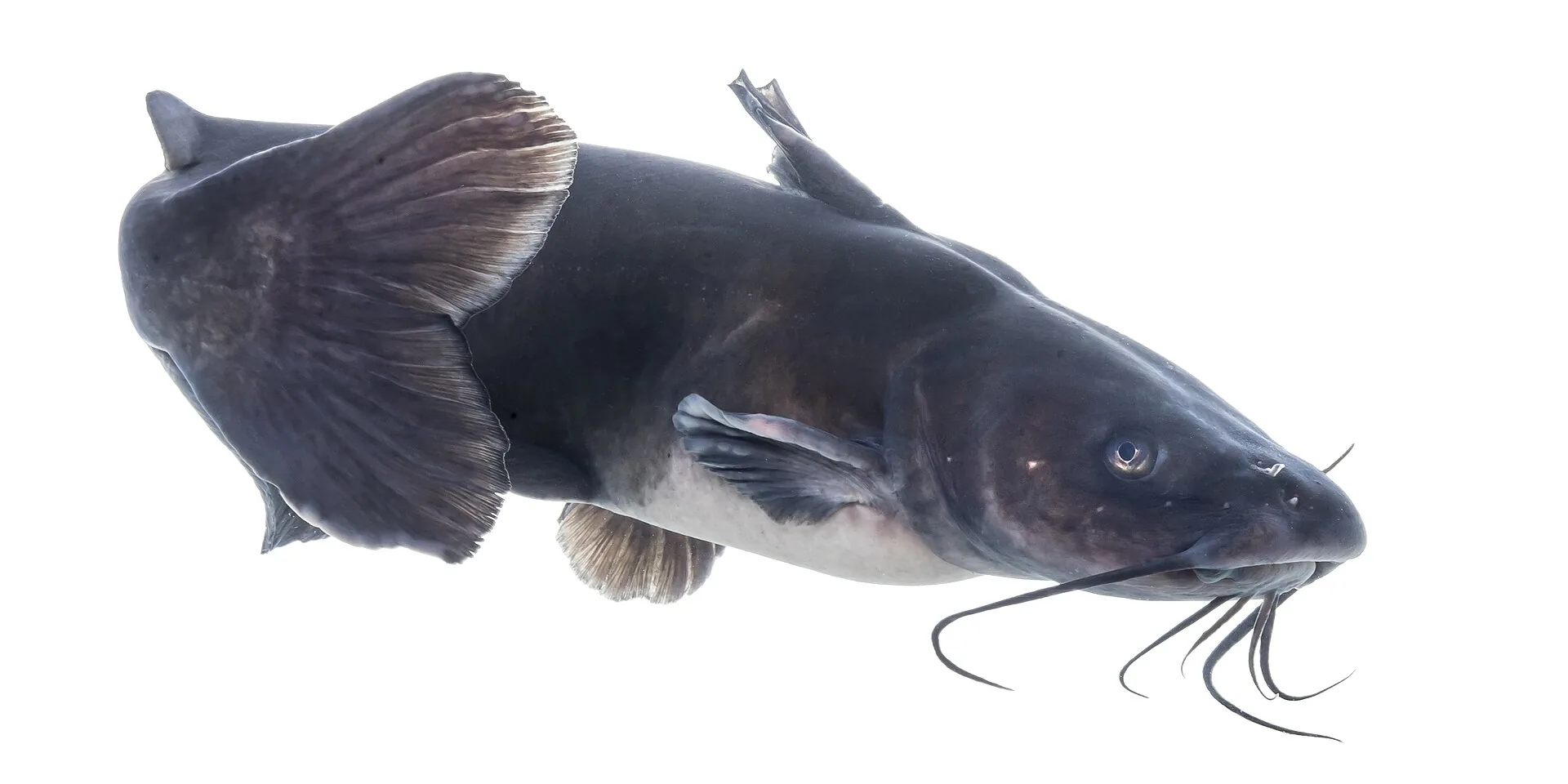 Best Time to Catch Catfish in Summer Heat