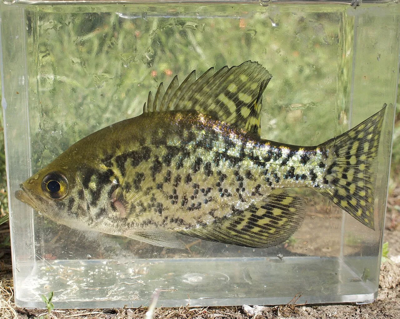 Black crappie holding near submerged brush in shallow water