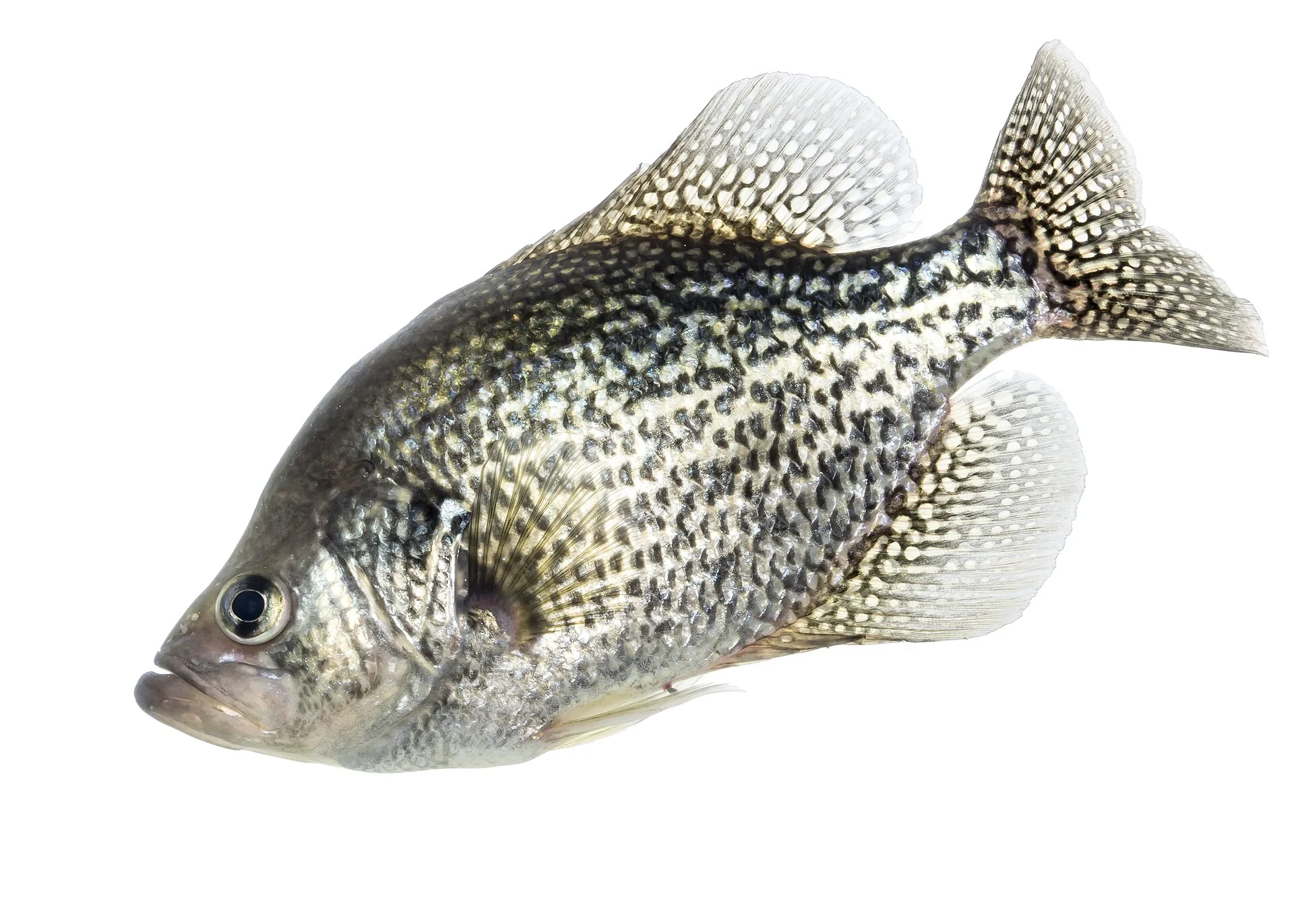 Do Crappie Stop Biting in Summer? Not Really