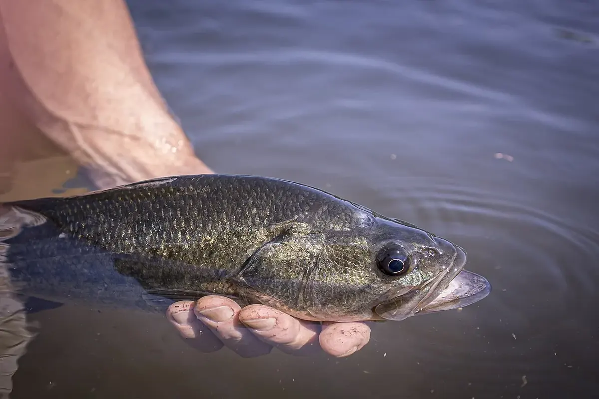 A largemouth bass held gently at the waterline before release