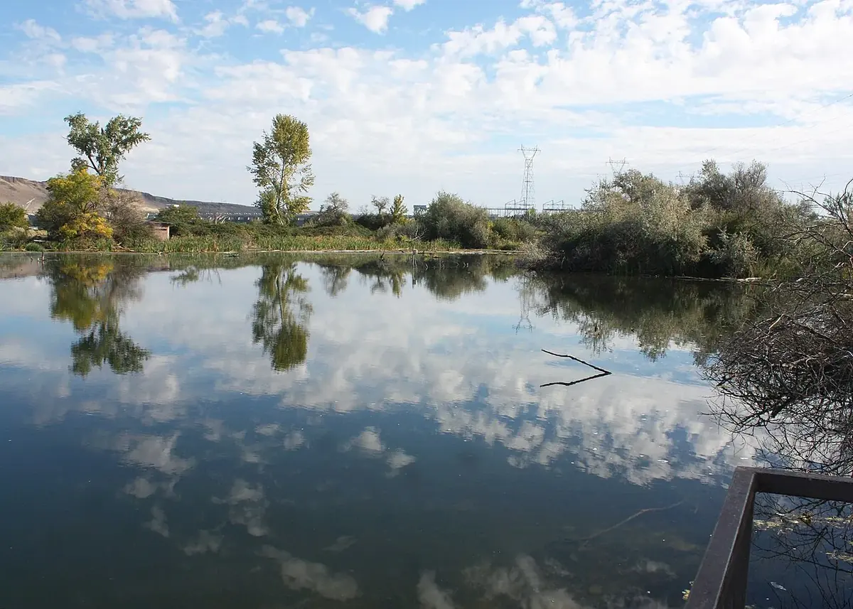 A small fishing pond with reeds, shoreline brush and a wooden platform