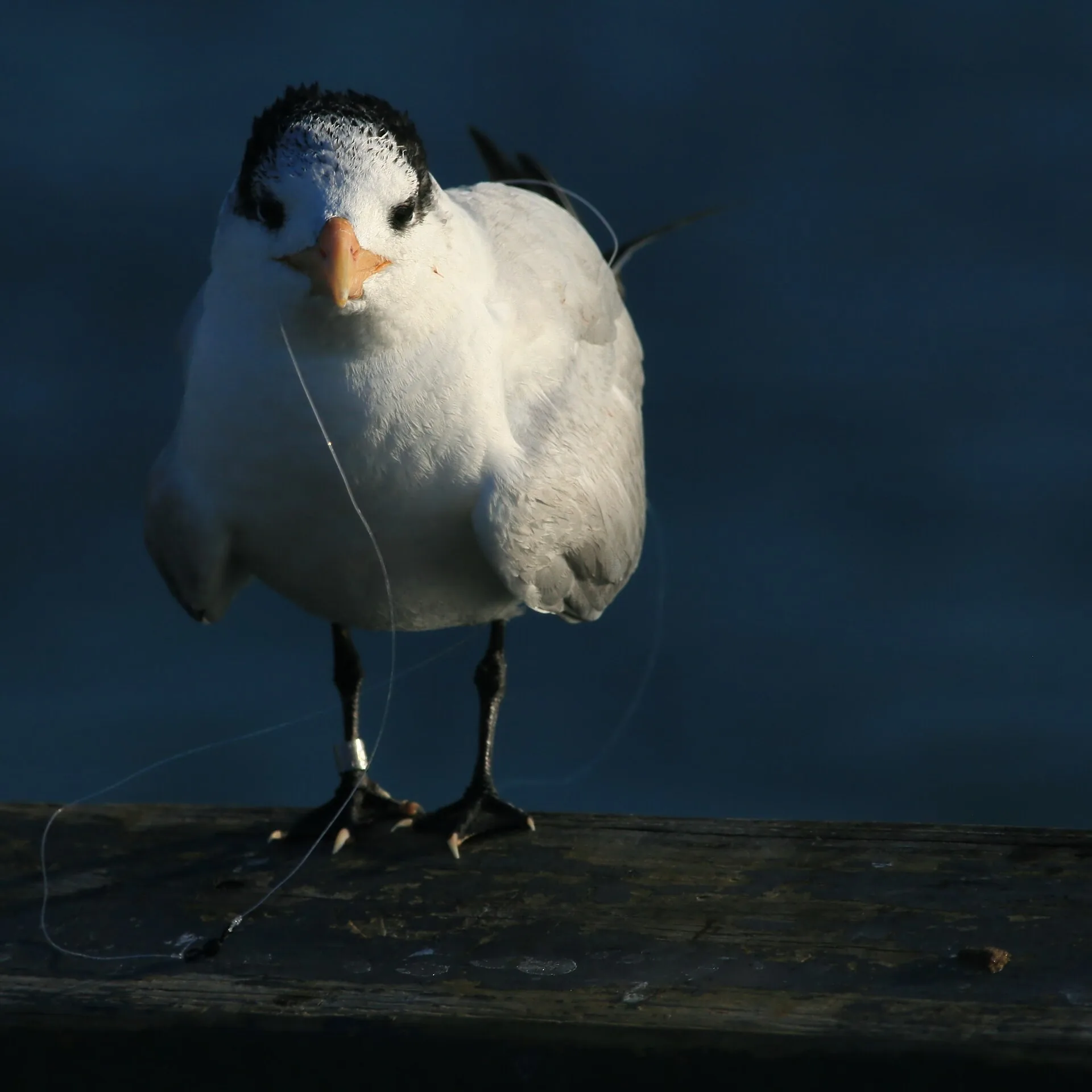 Palomarknuten: den sterkeste fiskeknuten steg for steg