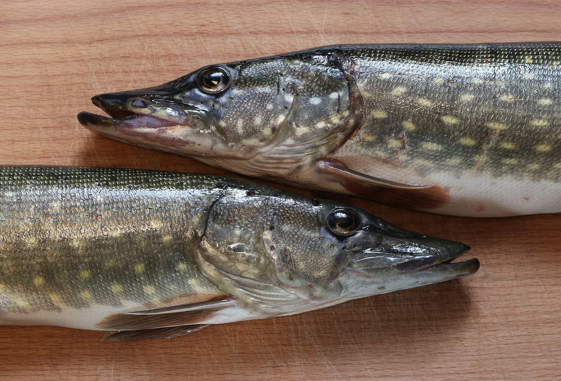 Gäddfiske höst: så hittar du höstens stora gäddor