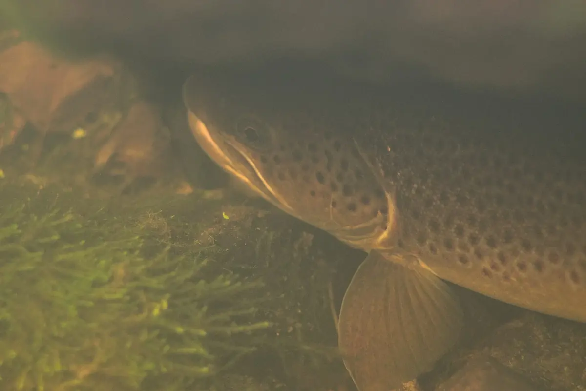 En öring med tydlig prickteckning står tätt över botten i kallt vatten, samma låga och energisnåla läge som vinteröringen håller längs kusten.