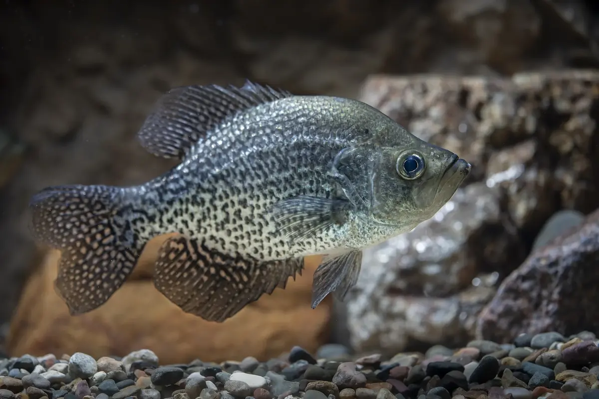 A black crappie in a hatchery tank, showing the speckled flank and the large eye that suits it to dim light.