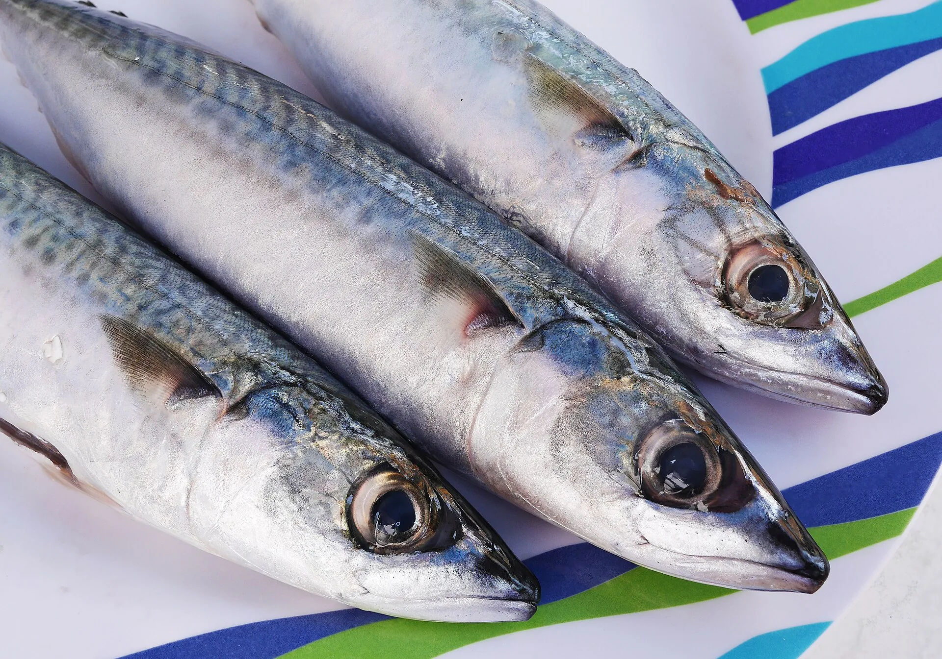Fiska makrill från land: sommarens bästa tips