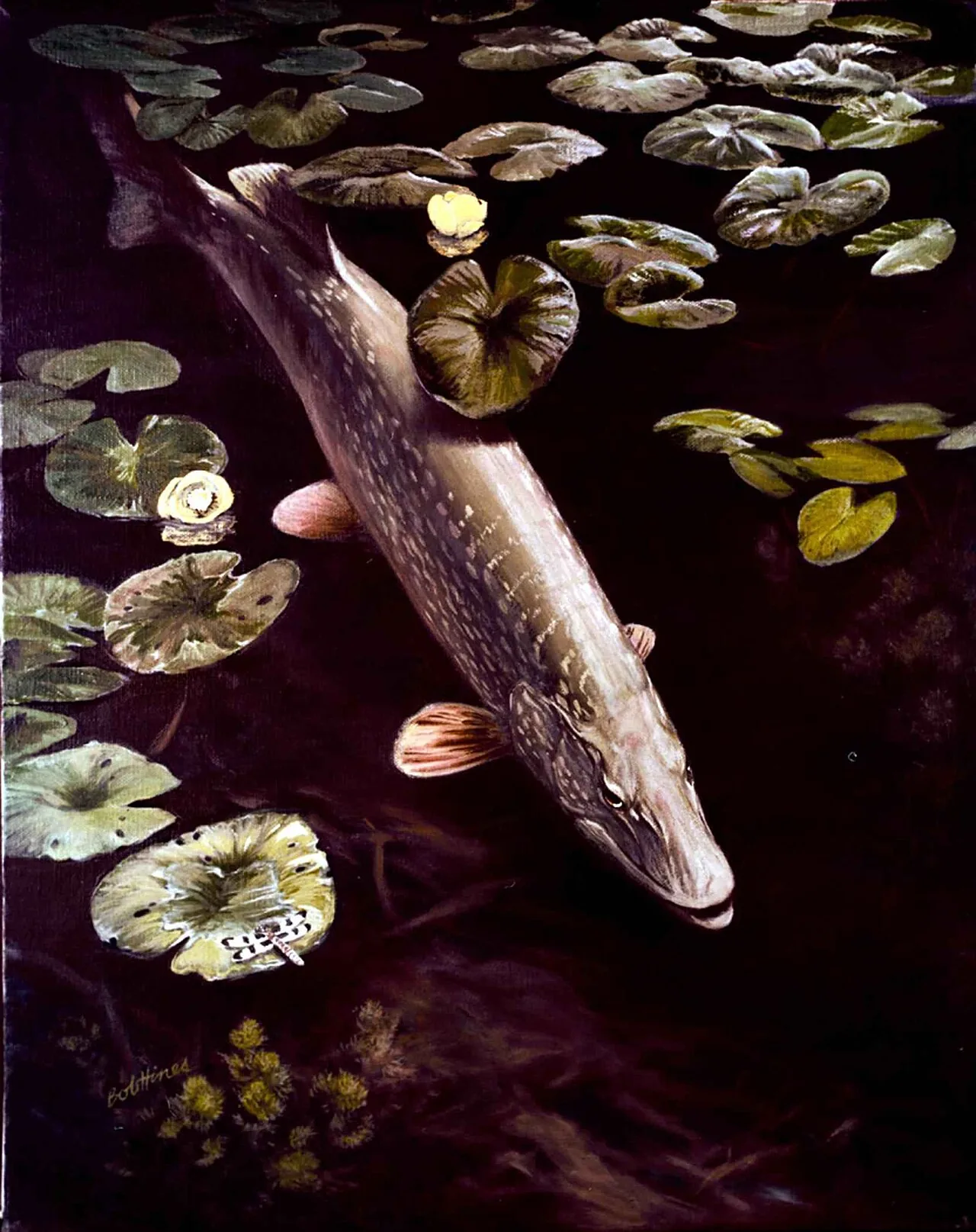 A northern pike holding motionless near the bottom in cold clear water