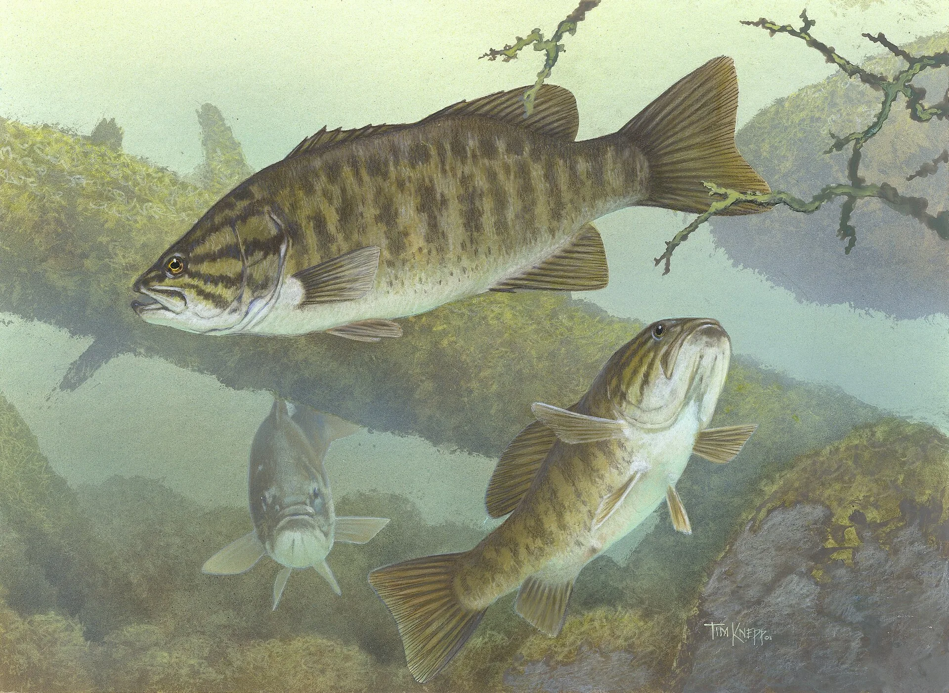 Smallmouth Bass River Fishing: Read the Current