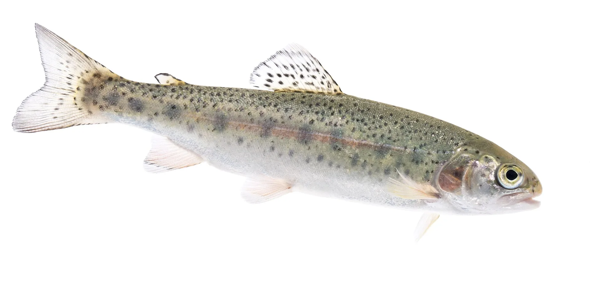 Trout Fishing Before and After a Cold Front
