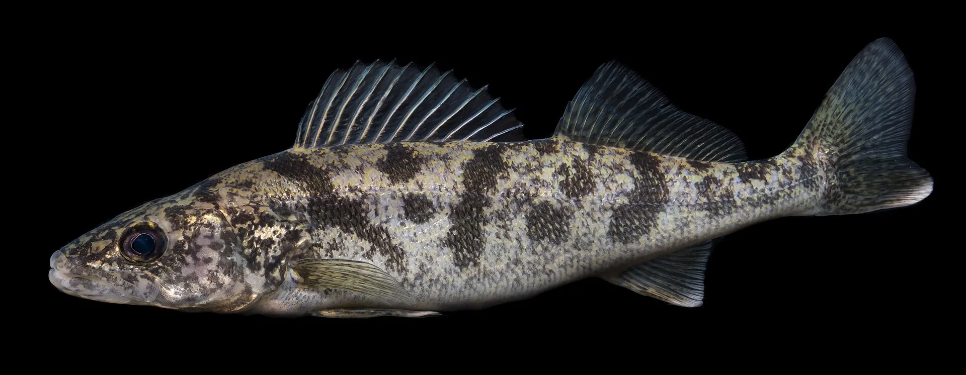 Best Time to Catch Walleye: Cloudy vs Sunny Day