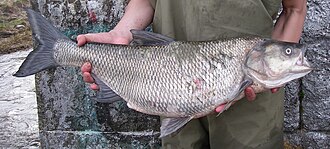 Asp