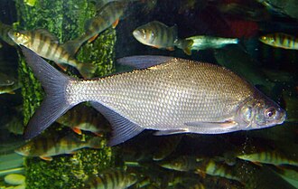 Common Bream