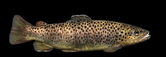 Brown Trout