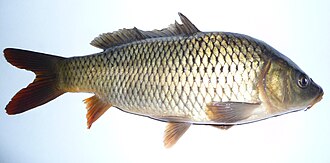 Common Carp