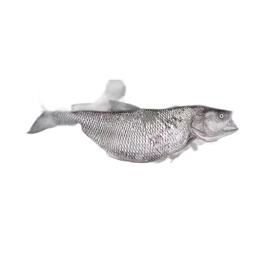 Asp