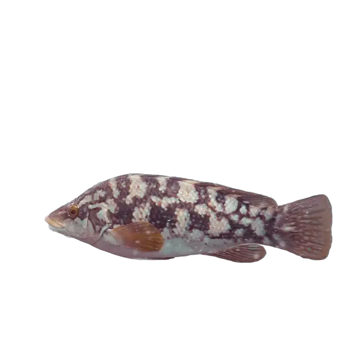 Berggylta