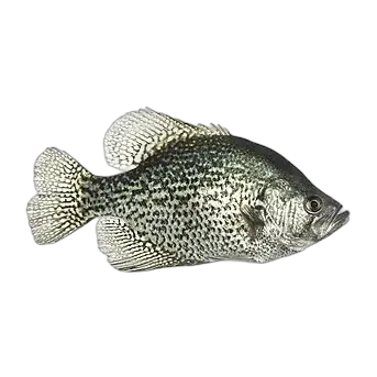 Black Crappie