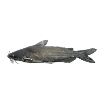 Blue Catfish
