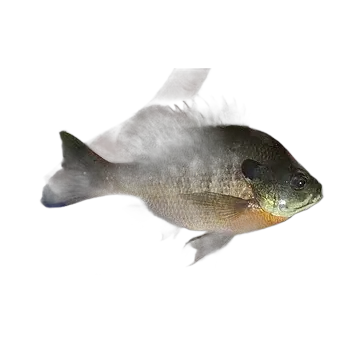 Bluegill