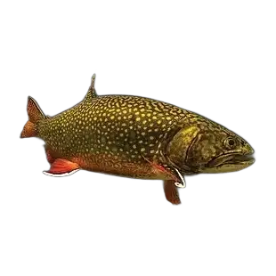 Brook Trout
