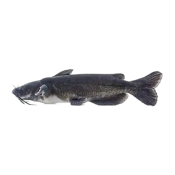 Channel Catfish