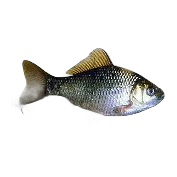 Ruda