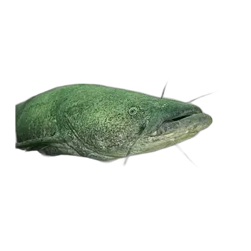 Flathead Catfish