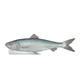 Atlantic Herring