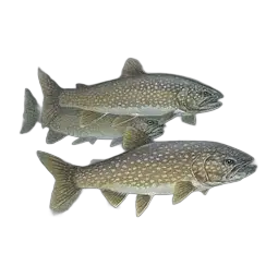 Lake Trout