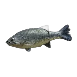 Largemouth Bass