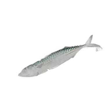 Makrill
