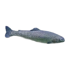 Rainbow Trout