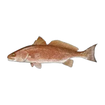 Red Drum