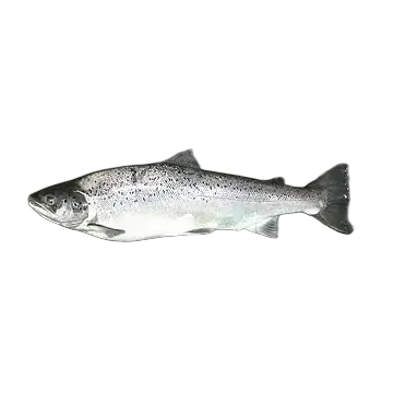 Sea Trout