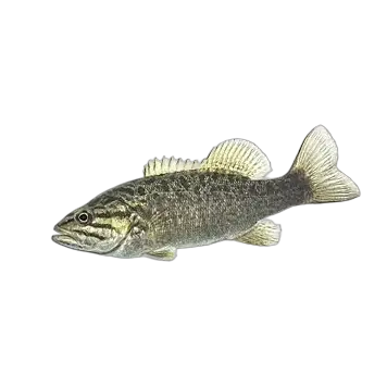 Smallmouth Bass