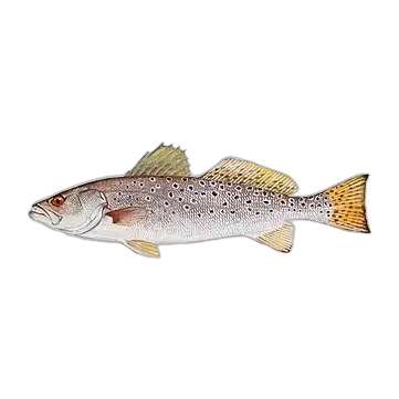 Spotted Seatrout