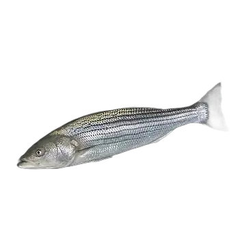 Striped Bass