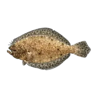 Summer Flounder