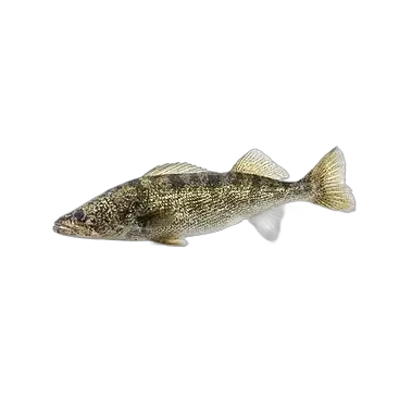 Walleye