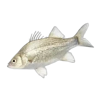 White Bass