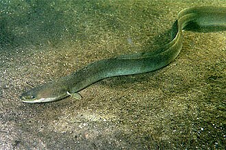 European Eel