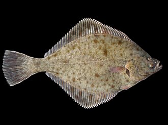 European Flounder