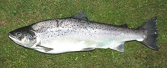 Sea Trout