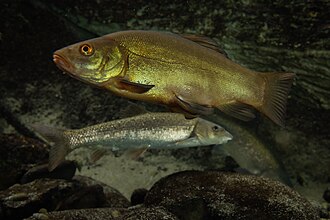 Tench
