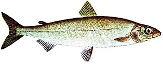 Whitefish